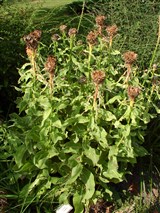 Василёк крупноголовчатый, гросгеймия крупноголовчатая – Centaurea macrocephala Pushk.ex Willd. (2)