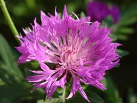 Василёк луговой – Centaurea jacea L.