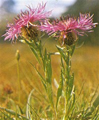 Василёк одноцветковый – Centaurea uniflora Turra