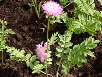 Василёк расставленный – Centaurea diffusa Lam.