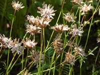 Василёк русский – Centaurea ruthenica Lam.