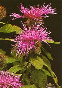 Василёк фригийский – Centaurea phrygia L.