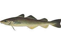 Вахня (рисунок)