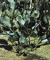 Вахта трехлистная