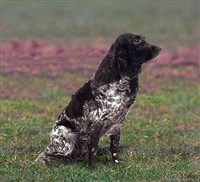 Вахтельхунд