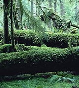 Вашингтон (Дождевой лес)