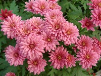 Вдохновение [Род дендрантема – Dendranthema (DC.) Desmoul]