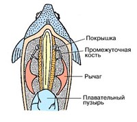 Веберов аппарат (строение)