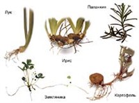 Вегетативное размножение