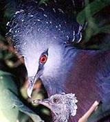 Веероносный голубь (с птенцом)