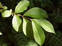 Вейгела корейская, крупноцветковая – Weigela coraeensis Thunb.