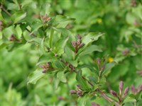 Вейгела обильноцветущая – Weigela floribunda (Sieb. & Zucc.) K.Koch.