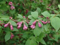 Вейгела ранняя – Weigela praecox L.H.Bail.