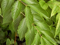 Вейгела японская – Weigela japonica Thunb.