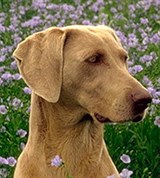 Веймарская легавая