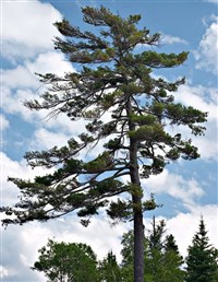 Веймутова сосна (на опушке)