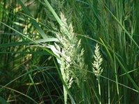 Вейник сероватый – Calamagrostis canescens (Weber) Roth.