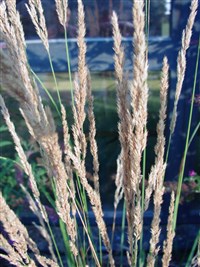 Вейник тростниковый – Calamagrostis arundinaceae (L.) Roth.