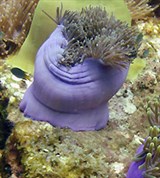 Великолепная ковровая актиния (фотография)