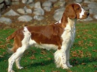 Вельш-спрингер-спаниель