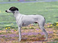 Венгерская борзая