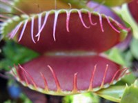 Венерина мухоловка (лист-ловушка)