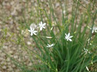 Венечник ветвистый, злаколистный, полевая лилия – Anthericum ramosum L.