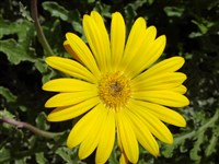 Венидиуим ноготковидный, низбегающий – Venidium calendulaceum Less.