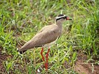 Венценосный чибис (Vanellus coronatus)