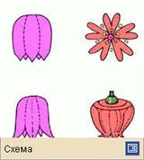 Венчик (формы венчика, продолжение)