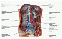 Вены Брюшной полости и таза