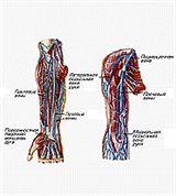 Вены верхней конечности