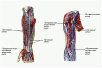 Вены верхней конечности