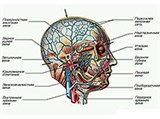Вены головы (схема)
