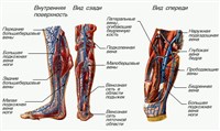 Вены нижних конечностей