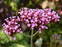 Вербена буэнос-айресская – Verbena bonariensis L.