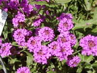 Вербена жесткая – Verbena rigida Spreng.