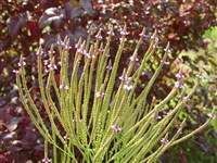 Вербена копьевидная – Verbena hastata L.