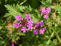 Вербена надрезанная – Verbena laciniata (L.) Briq.