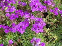 Вербена тонкорассеченная, ежевиковидная – Verbena tenuisecta Briq.