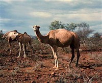 Верблюды (одногорбые)