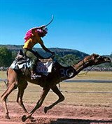 Верблюды (скачки)