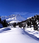 Вербье (вид)