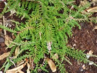 Вереск обыкновенный – Calluna vulgaris (L.) Hull.