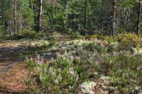 Верещатники (на опушке)