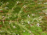 Вероника Мичокса – Veronica michauxii Lam.