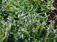 Вероника австрийская – Veronica austriaca L. (1)