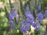 Вероника горечавковая – Veronica gentianoides Vahl.