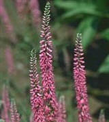 Вероника длиннолистная