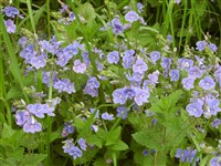 Вероника дубравная – Veronica chamaedrys L.